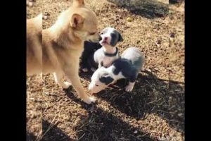 Blue staffy life with 11 super cute puppies