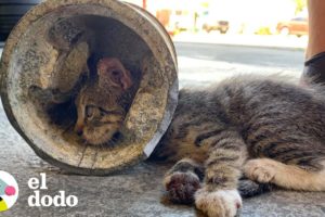 Bomberos rescatan a esta gatita de una situación casi imposible | El Dodo