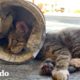 Bomberos rescatan a esta gatita de una situación casi imposible | El Dodo