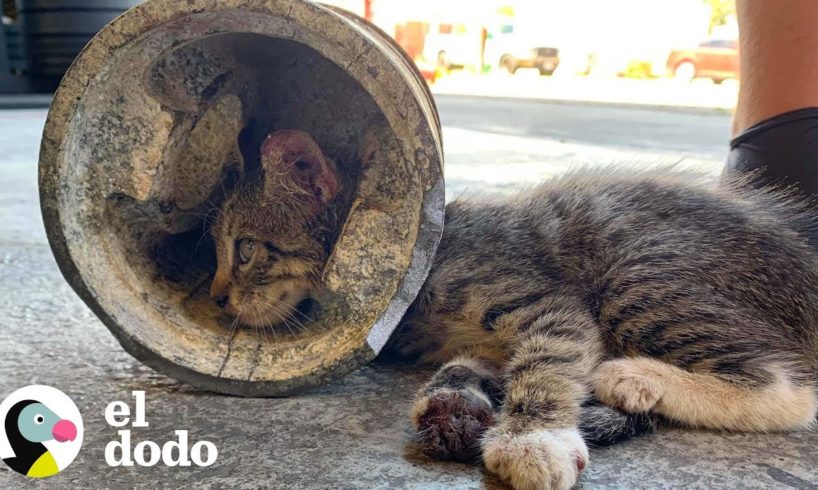 Bomberos rescatan a esta gatita de una situación casi imposible | El Dodo
