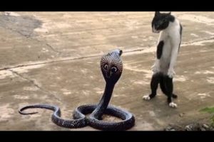 Brave Cat vs King Cobra snake in real fight - Best Animal attack compilation ever