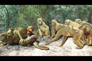 Brave Gorilla Attack Big Python To Save Monkey - Discovery Wild Animals 2020 - Wild Animals