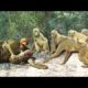 Brave Gorilla Attack Big Python To Save Monkey - Discovery Wild Animals 2020 - Wild Animals