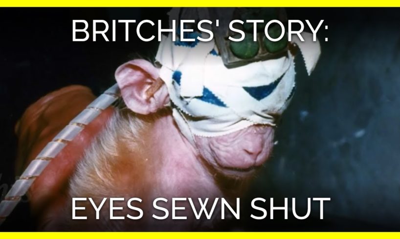 Britches' Story: Eyes Sewn Shut | Baby Monkey Abused for Animal Testing