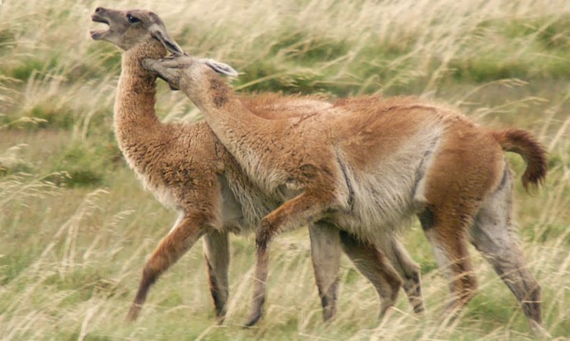 Brutal Guanaco fight for dominance | Wild Patagonia | BBC Earth