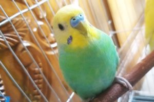 Budgerigar Birds Playing with me