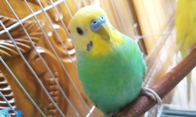 Budgerigar Birds Playing with me