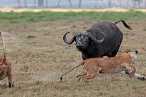 Buffalo vs Lion - Most Amazing Moments Of Wild Animal Fights! Wild Discovery Animals #2