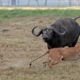 Buffalo vs Lion - Most Amazing Moments Of Wild Animal Fights! Wild Discovery Animals #2