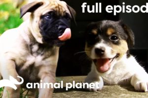 Bullmastiff, Jack Russell, and Portuguese Water Dog Puppies | Too Cute! (Full Episode)