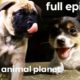 Bullmastiff, Jack Russell, and Portuguese Water Dog Puppies | Too Cute! (Full Episode)