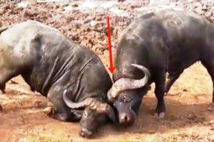 Bulls Fighting | মহিষের লড়াই | animal fight | wild life