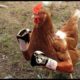 CRAZIEST Animal Fights | Greatest Animal Fights in Nature | Cock Fights | Animal Videos