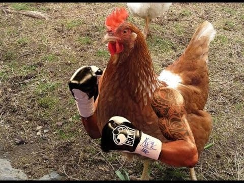 CRAZIEST Animal Fights | Greatest Animal Fights in Nature | Cock Fights | Animal Videos