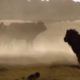 CRAZY ANIMAL Fights Buffalo kills Lion   Real Fight Wild Aanimal Attacks