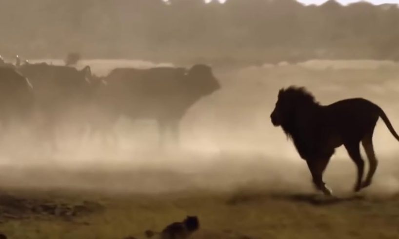 CRAZY ANIMAL Fights Buffalo kills Lion   Real Fight Wild Aanimal Attacks