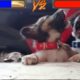 CUTE PUPPIES FIGHTING! ?