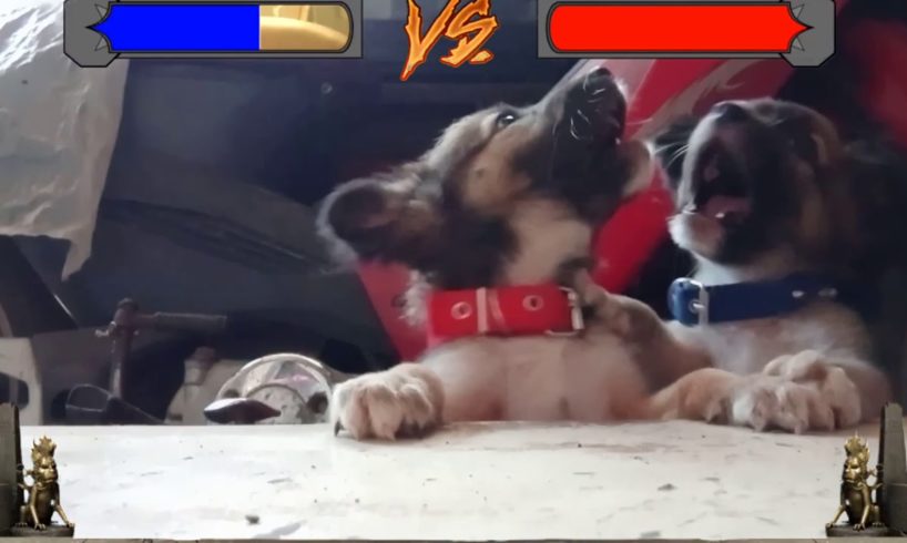 CUTE PUPPIES FIGHTING! ?