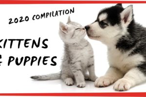 CUTE PUPPIES and KITTENS doing FUNNY THINGS ??? (2020 COMPILATION)