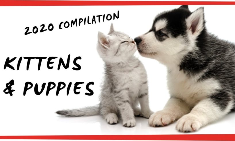 CUTE PUPPIES and KITTENS doing FUNNY THINGS ??? (2020 COMPILATION)