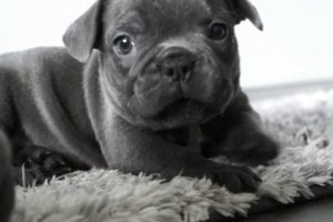 CUTEST PUPPIES 5 week old frenchy's sleeping and playing