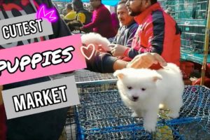 CUTEST PUPPIES MARKET | FUNNY & CUTE PUPPIES VIDEO  | GALIFF STREET DOG MARKET KOLKATA