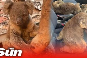 Car full of koalas rescued from Australia bushfires