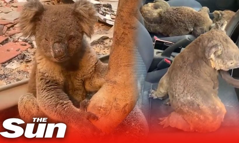 Car full of koalas rescued from Australia bushfires