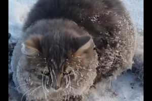 Cat Frozen To Ground Gets Rescued | The Dodo