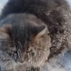 Cat Frozen To Ground Gets Rescued | The Dodo