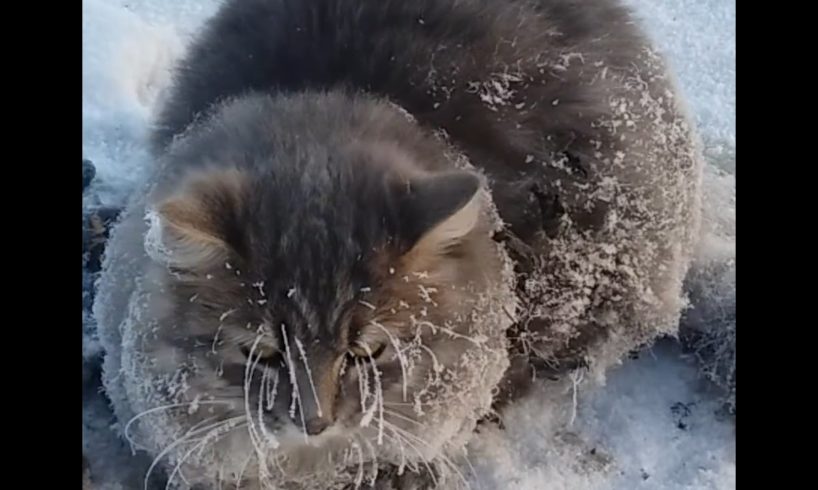 Cat Frozen To Ground Gets Rescued | The Dodo