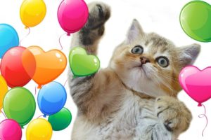 Cat VS balloons | Kittens play with balloons FOR THE FIRST TIME!