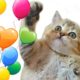 Cat VS balloons | Kittens play with balloons FOR THE FIRST TIME!