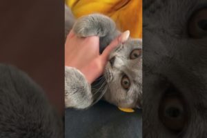 Cat playing with his human [2:44 minutes] Funny Cat