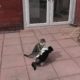 Cats Play Fighting Compilation Video | 4K