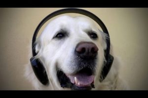 Cats and dogs love music – Funny and cute animals compilation
