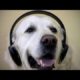 Cats and dogs love music – Funny and cute animals compilation