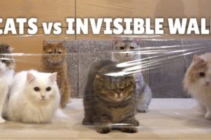 Cats vs Invisible Wall