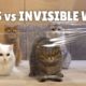 Cats vs Invisible Wall