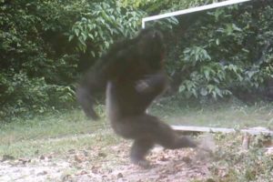 Chimps Attacks Mirror Reflections