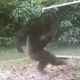 Chimps Attacks Mirror Reflections