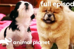 Chow Chow, Rhodesian Ridgeback, and Havanese Puppies | Too Cute! (Full Episode)