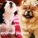 Chow Chow, Rhodesian Ridgeback, and Havanese Puppies | Too Cute! (Full Episode)