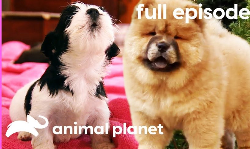 Chow Chow, Rhodesian Ridgeback, and Havanese Puppies | Too Cute! (Full Episode)