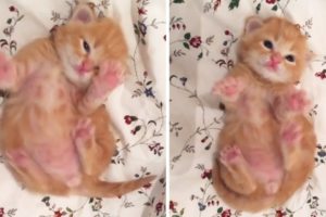 Chubby Foster Kitten Learning How To Roll Over With A Round Tummy | PAWS TUBE