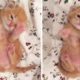 Chubby Foster Kitten Learning How To Roll Over With A Round Tummy | PAWS TUBE