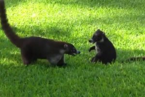 Coatis playing. Observing Wildlife. Funny Animals