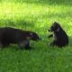 Coatis playing. Observing Wildlife. Funny Animals