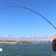Craziest Pier Fishing COMPILATION! Sebastian Inlet, Florida