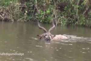 Crocodile Attack KUDU Animals in Water Wild Animals Fights Safari